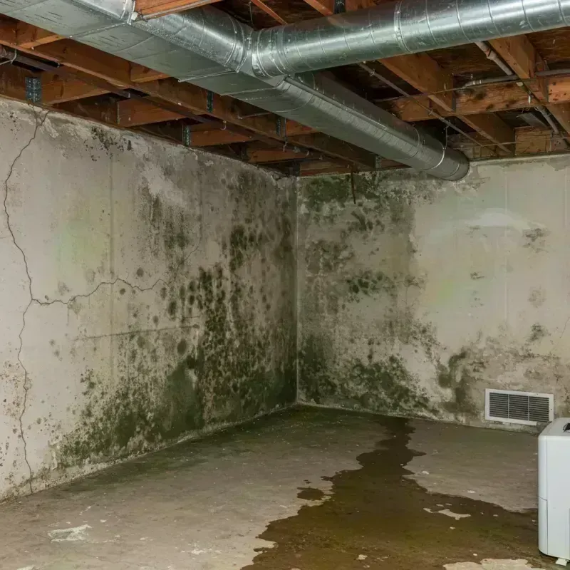 Professional Mold Removal in Millard County, UT